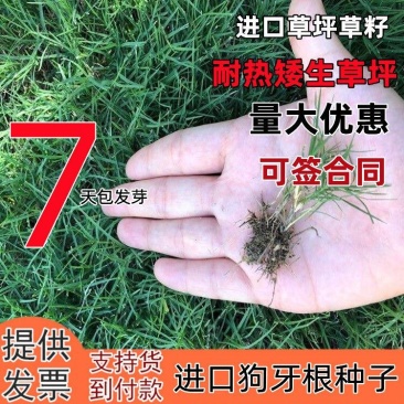 狗牙根种子矮生耐践踏免修剪根系发达固土固沙防塌