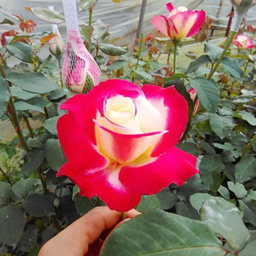 【红双喜】香水玫瑰苗大花浓香型花卉种苗庭院阳台系四季开花
