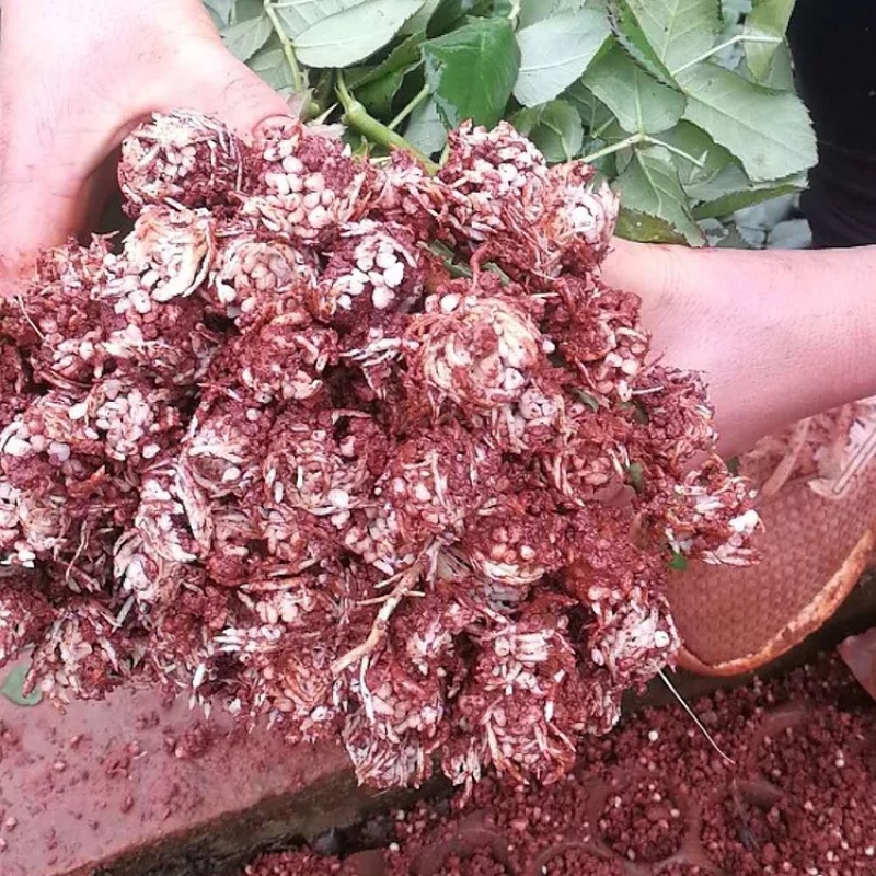 【红双喜】香水玫瑰苗大花浓香型花卉种苗庭院阳台系四季开花