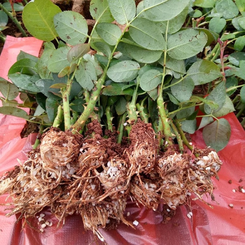 【红双喜】香水玫瑰苗大花浓香型花卉种苗庭院阳台系四季开花