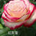 【红双喜】香水玫瑰苗大花浓香型花卉种苗庭院阳台系四季开花