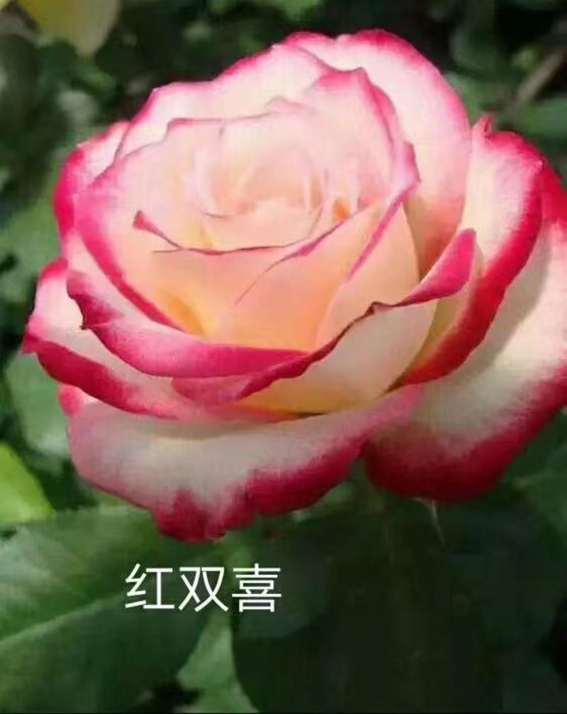 【红双喜】香水玫瑰苗大花浓香型花卉种苗庭院阳台系四季开花