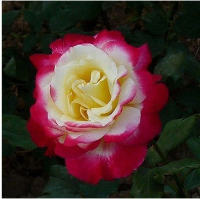 【红双喜】香水玫瑰苗大花浓香型花卉种苗庭院阳台系四季开花