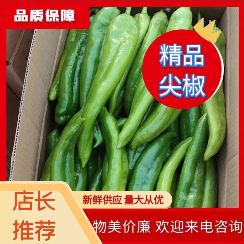 【推荐】山东产区尖椒上市鲜辣椒货源充足量大从优物美价廉