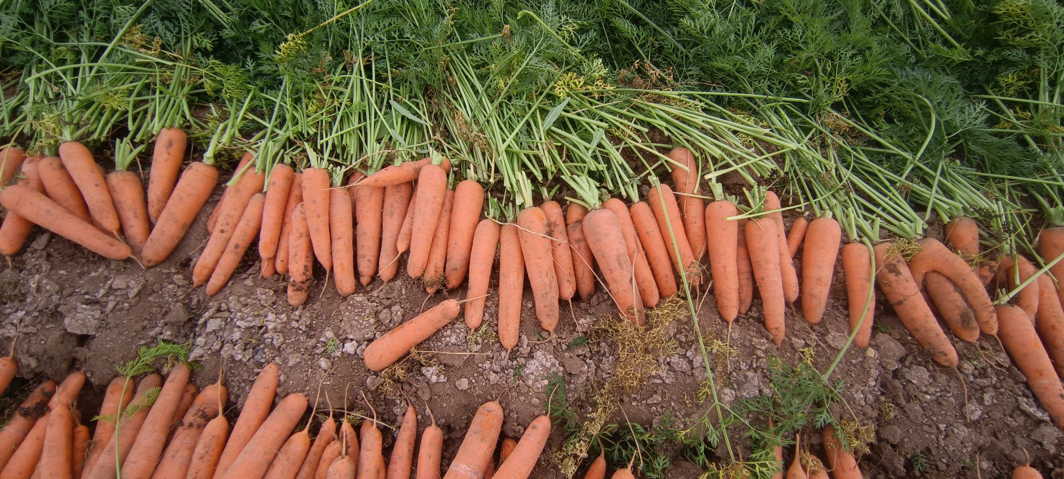 胡萝卜成熟状态展示