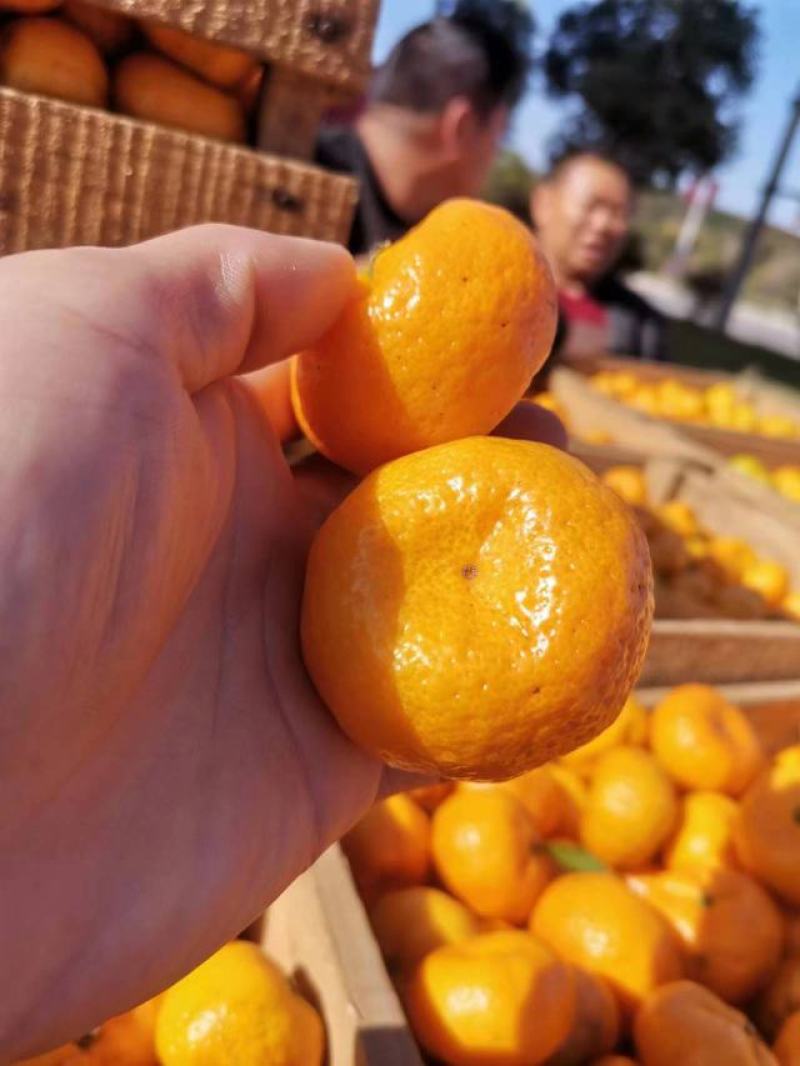 南丰产地南丰蜜橘红美人等可实地看货可提前预定