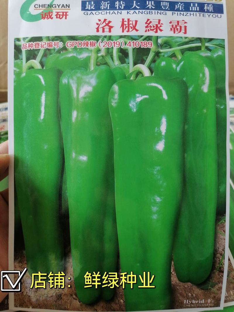 洛椒绿霸丰产性抗性优春秋保护地及露地均可栽牛角椒种子