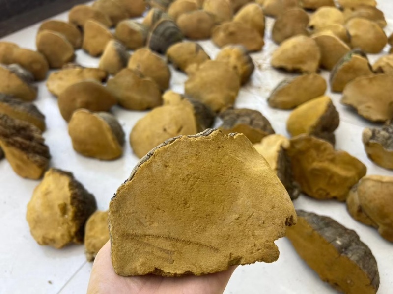西藏野生桑黄精挑货单个重量100克-300克
