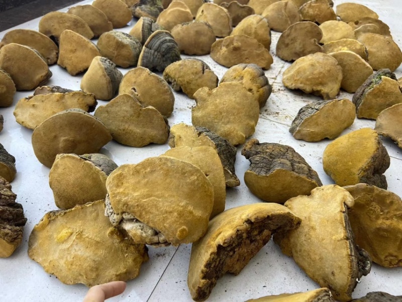 西藏野生桑黄精挑货单个重量100克-300克