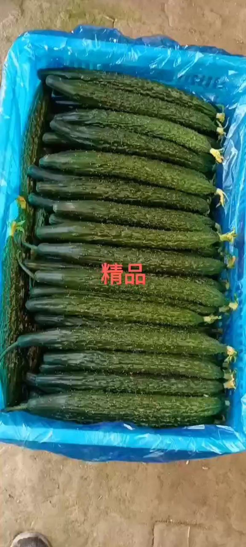 沧州青县黄瓜大量上市欢迎大家前来抢购，提前预定