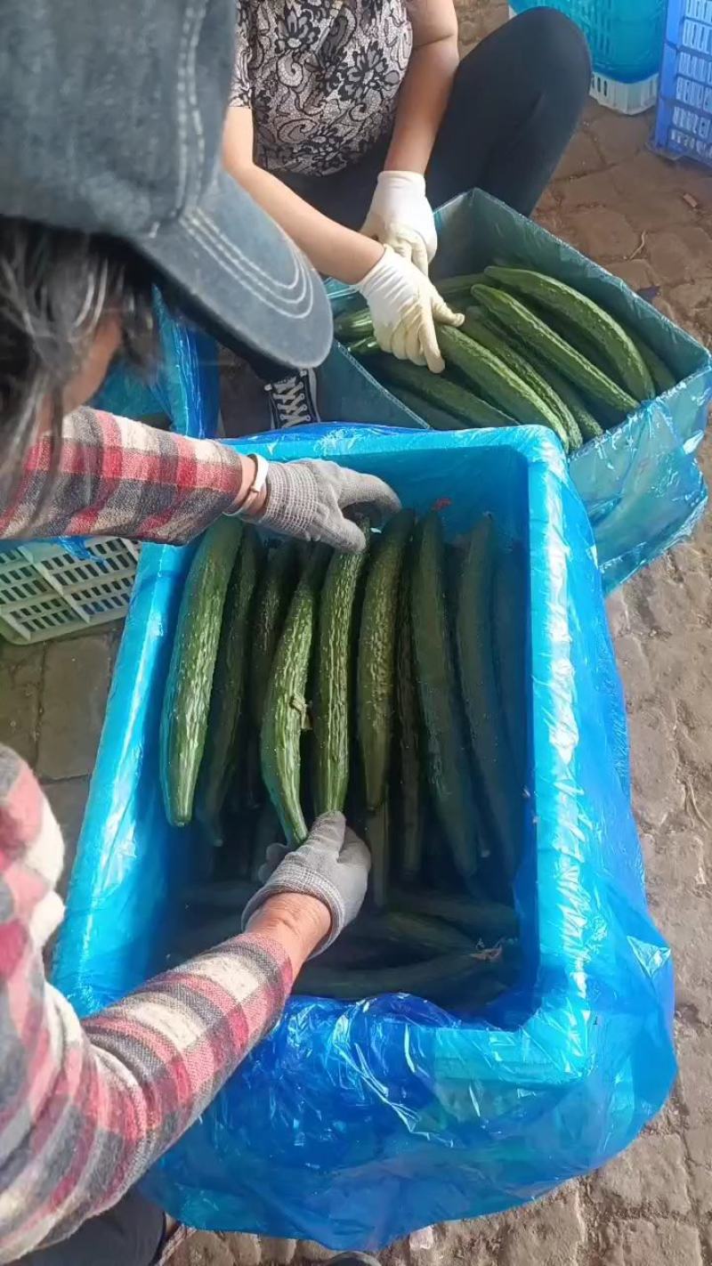 沧州青县黄瓜大量上市欢迎大家前来抢购，提前预定