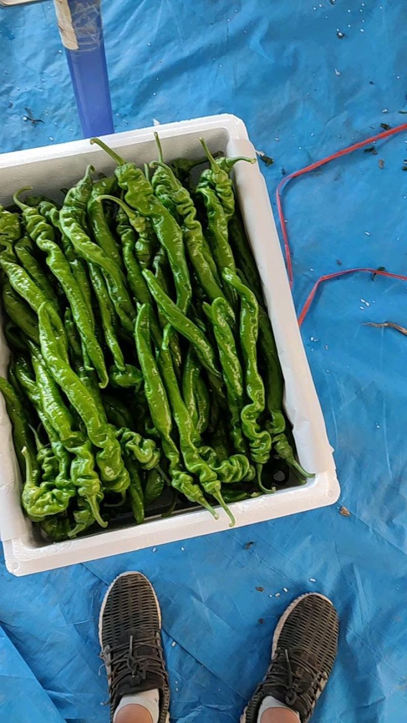 （推荐）山东产区陇椒大量上市中，物美价廉，量大从优。