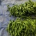 （推荐）山东产区陇椒大量上市中，物美价廉，量大从优。