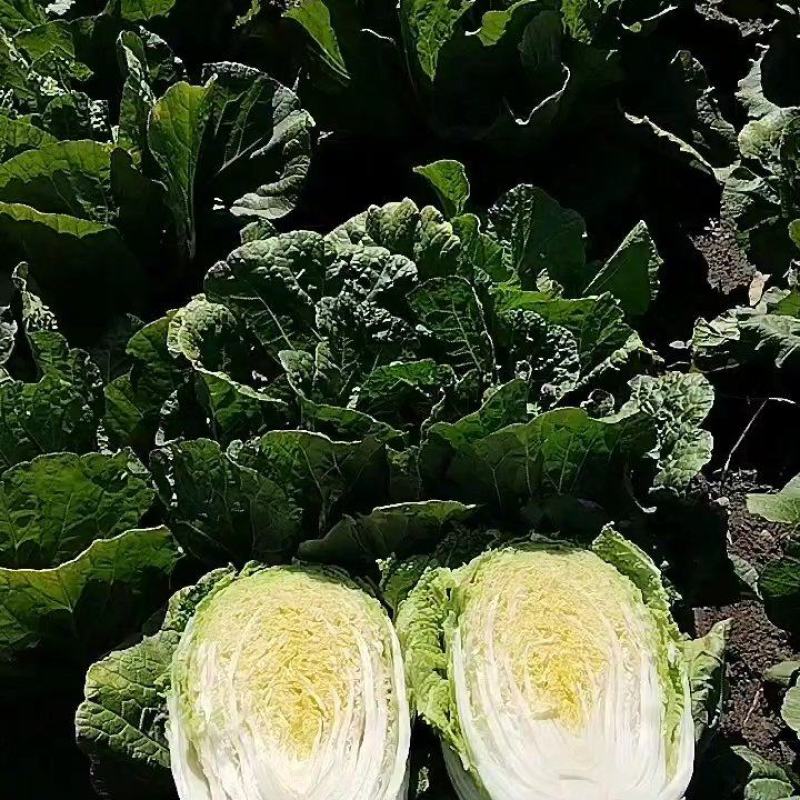 吉林大安白菜大量上市双迎新老顾客采购