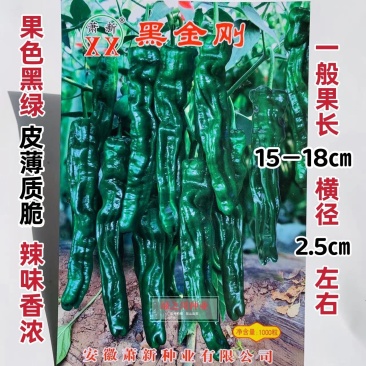 萧新黑金刚皱皮椒种子果色黑绿皱皮羊角型皱皱辣种子皮薄，辣