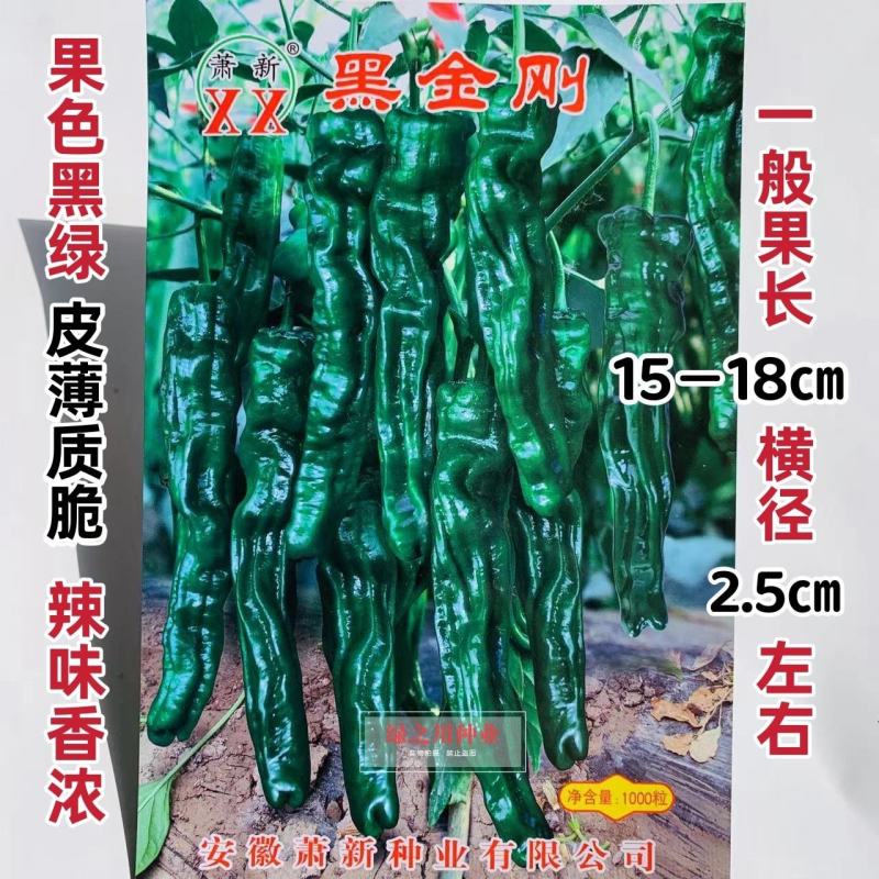萧新黑金刚皱皮椒种子果色黑绿皱皮羊角型皱皱辣种子皮薄，辣