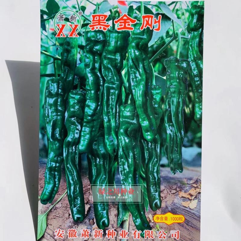 萧新黑金刚皱皮椒种子果色黑绿皱皮羊角型皱皱辣种子皮薄，辣