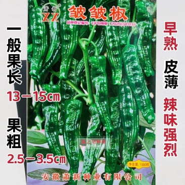 萧新皱皱辣种子特辣皮薄质脆早熟果色深绿色皱皮椒种子