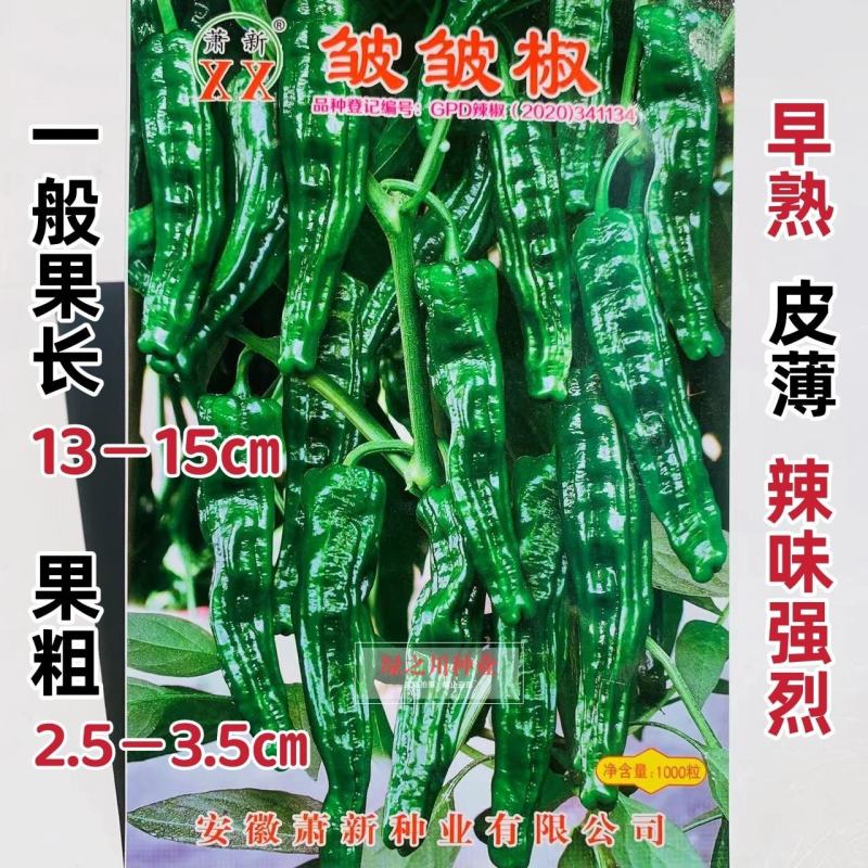 萧新皱皱辣种子特辣皮薄质脆早熟果色深绿色皱皮椒种子