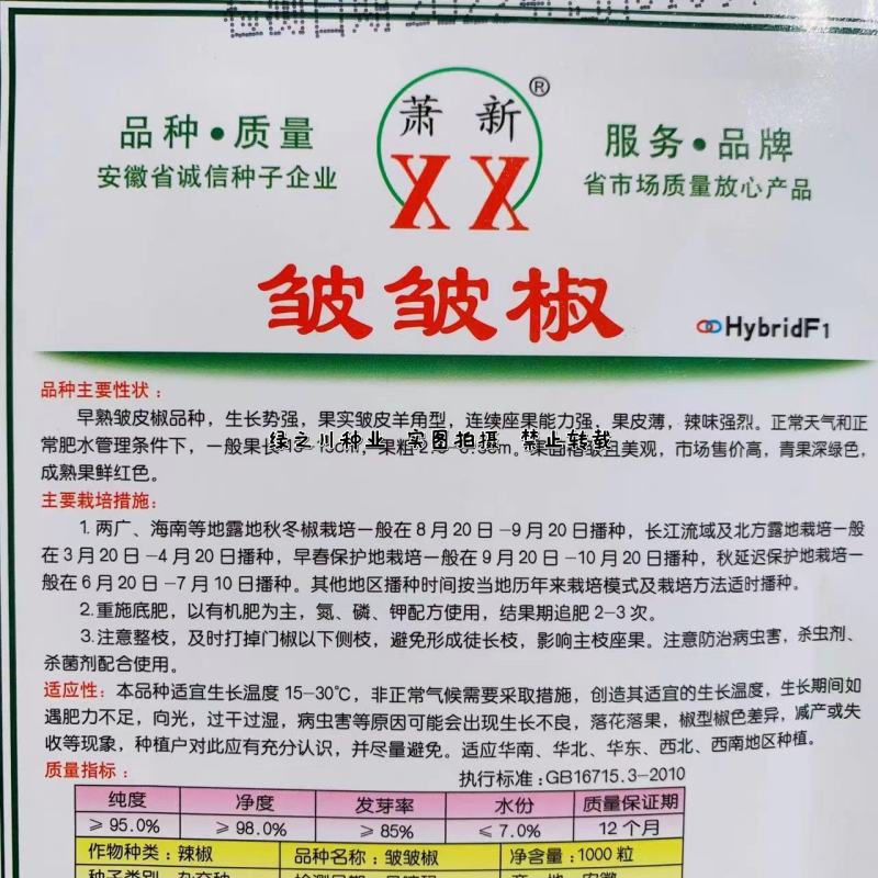 萧新皱皱辣种子特辣皮薄质脆早熟果色深绿色皱皮椒种子