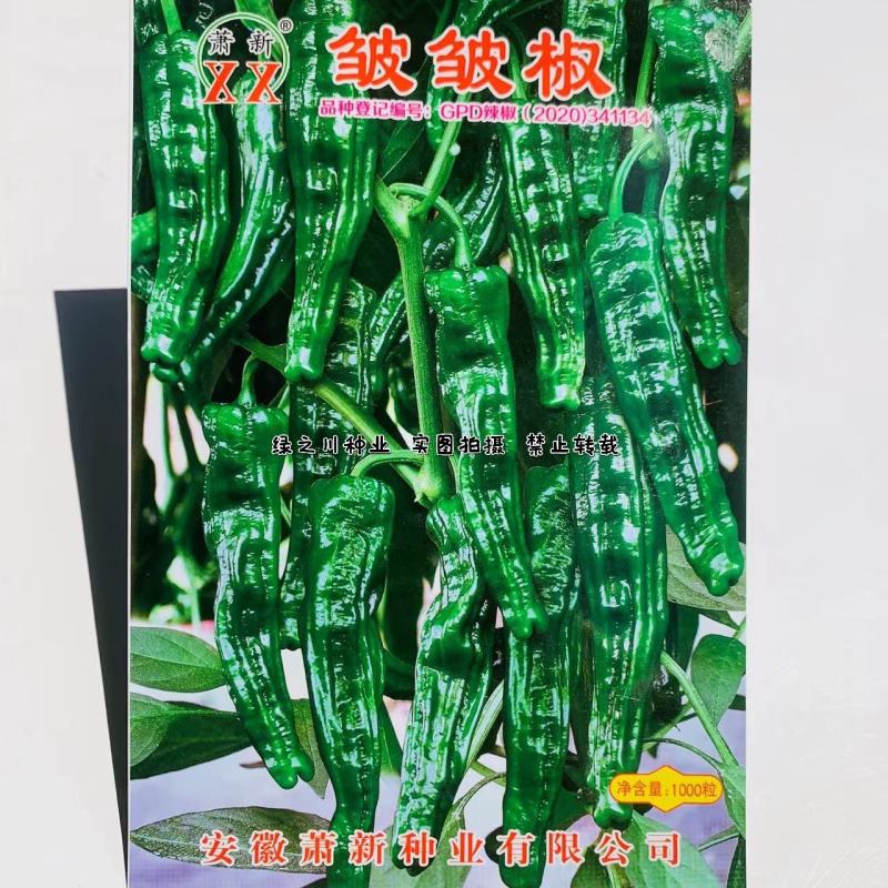 萧新皱皱辣种子特辣皮薄质脆早熟果色深绿色皱皮椒种子