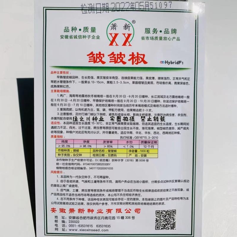 萧新皱皱辣种子特辣皮薄质脆早熟果色深绿色皱皮椒种子
