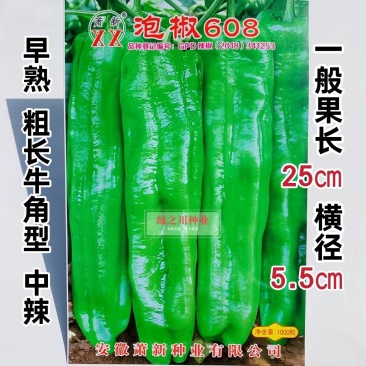 萧新泡椒608粗长牛角型辣椒种子早熟辣味中等亮绿色大椒