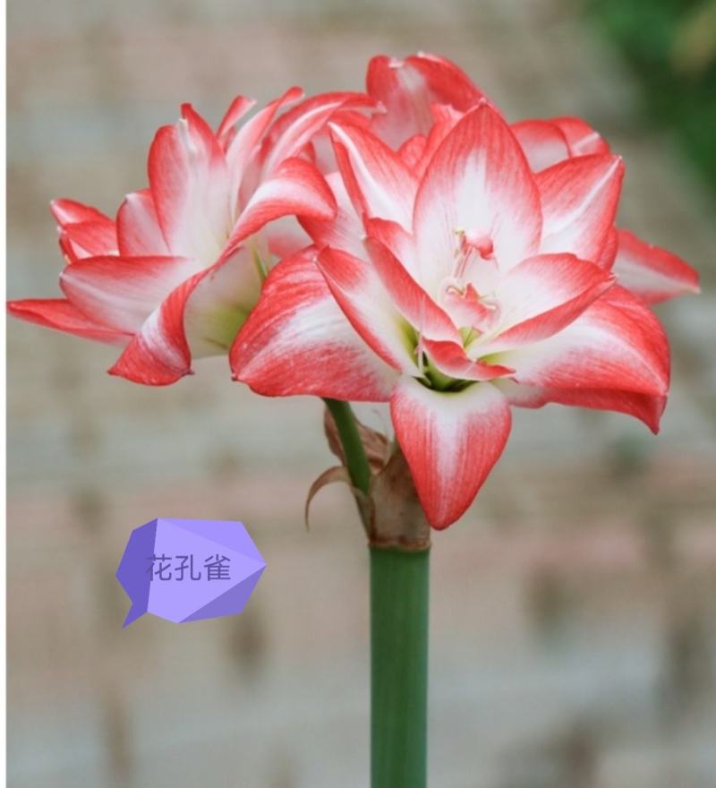 进口朱顶红种球，封腊如意球，无水无土栽培，颜色多多，