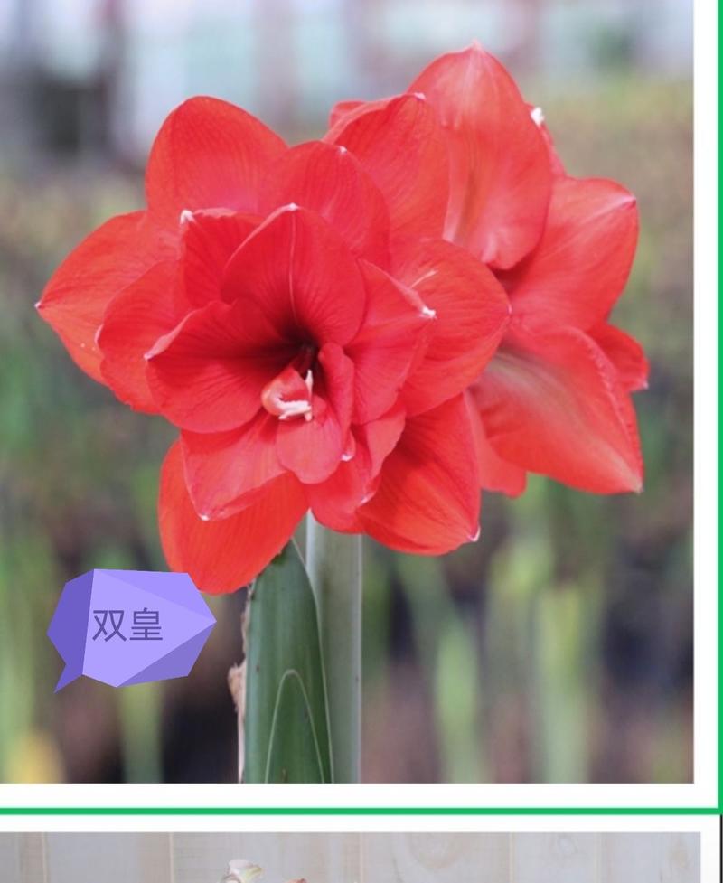 进口朱顶红种球，封腊如意球，无水无土栽培，颜色多多，