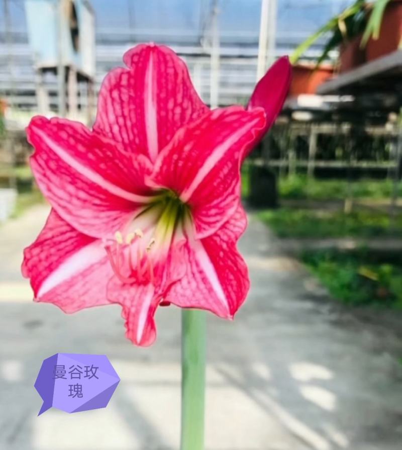 进口朱顶红种球，封腊如意球，无水无土栽培，颜色多多，