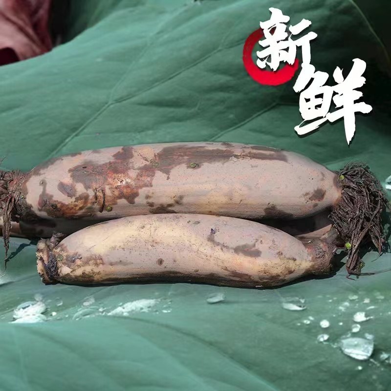 湖北洪湖粉藕煲汤藕新鲜粉糯香甜现挖现发，不粉包退