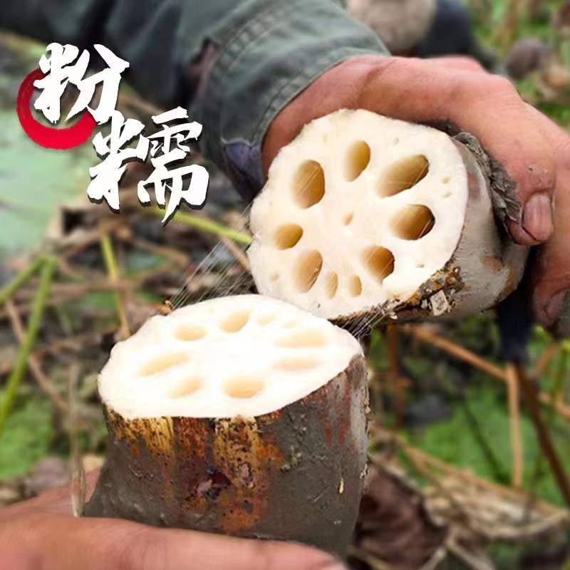 湖北洪湖粉藕煲汤藕新鲜粉糯香甜现挖现发，不粉包退