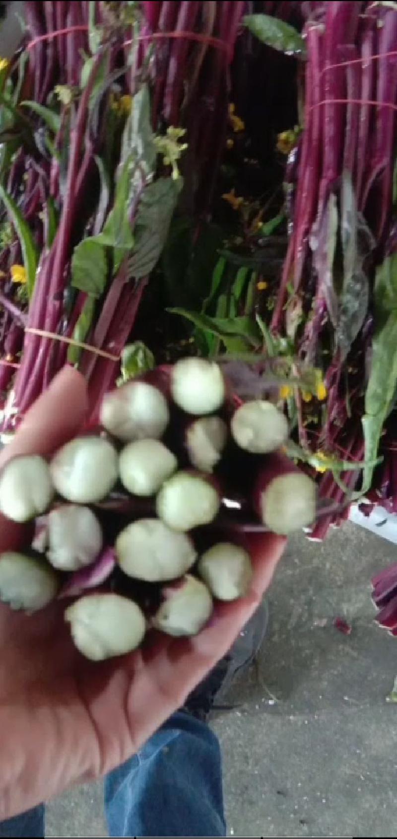 精品红菜苔上市中湖北产地直发供应市场电商商超全国发货