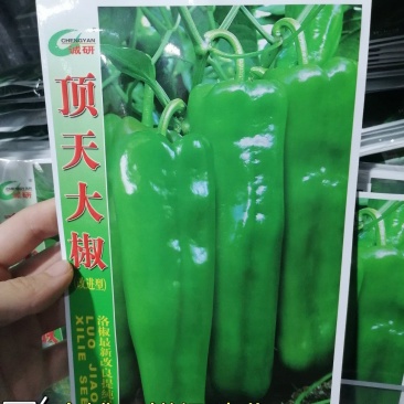 早中熟泡椒系列优质大果辣椒种子,丰产抗病顶天大椒