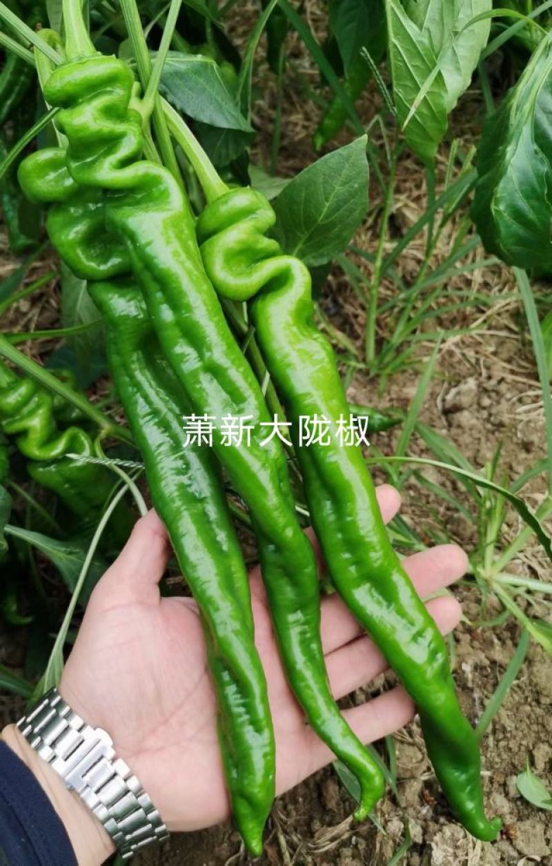 萧新陇椒种子一代杂交螺丝椒种子耐低温味香辣粗长羊角型