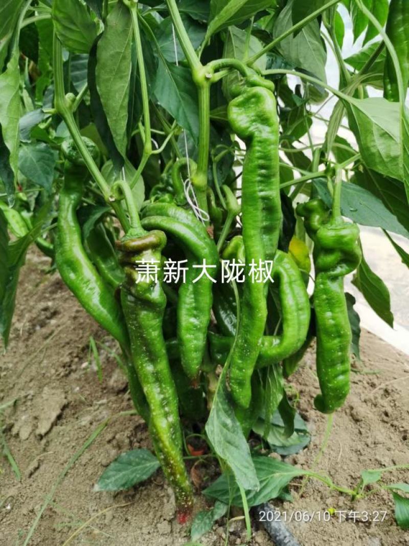 萧新陇椒种子一代杂交螺丝椒种子耐低温味香辣粗长羊角型
