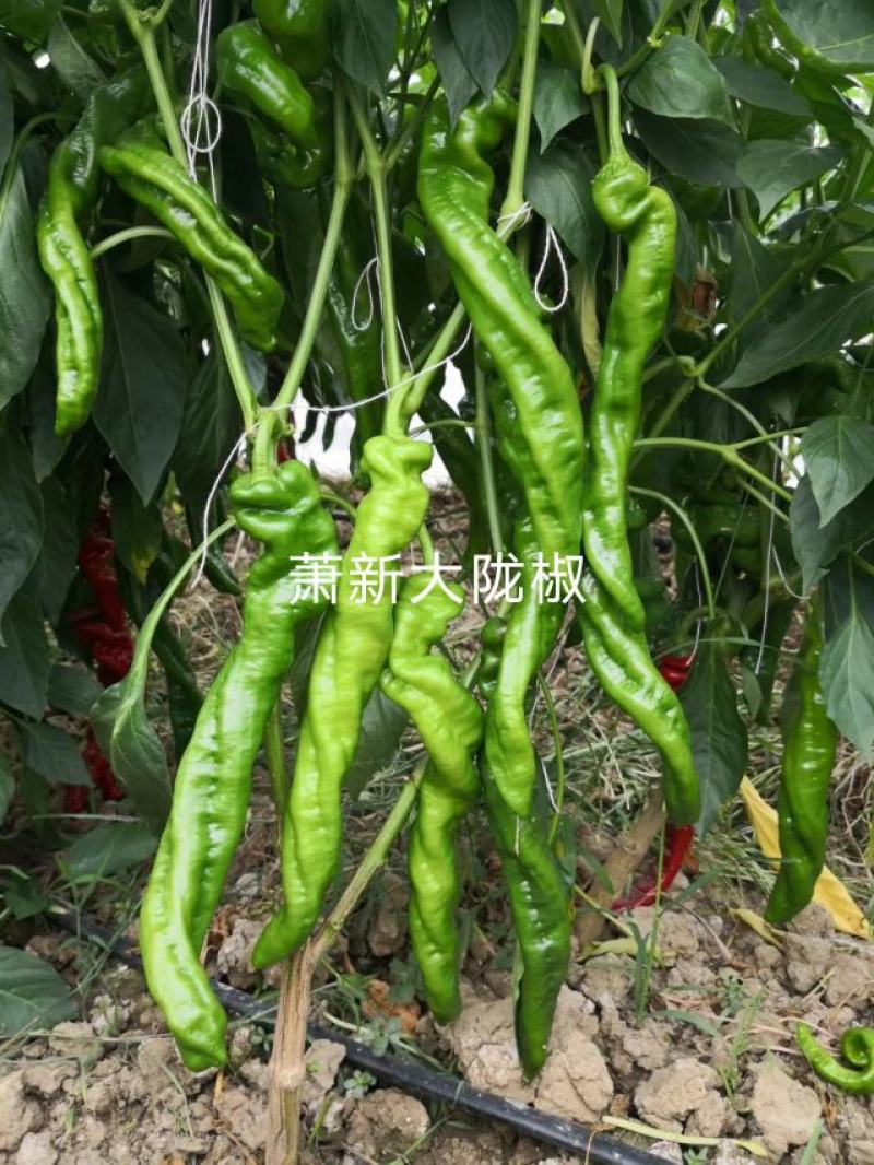 萧新陇椒种子一代杂交螺丝椒种子耐低温味香辣粗长羊角型