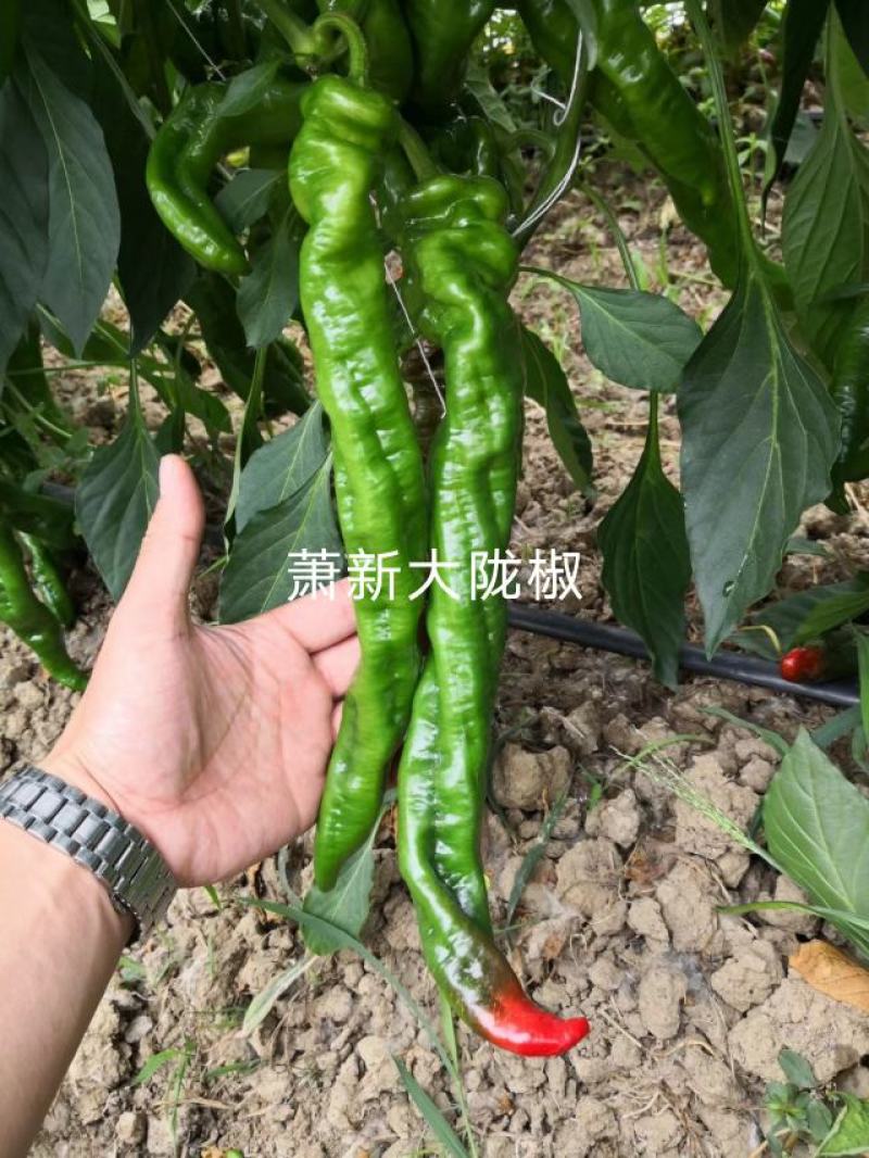 萧新陇椒种子一代杂交螺丝椒种子耐低温味香辣粗长羊角型