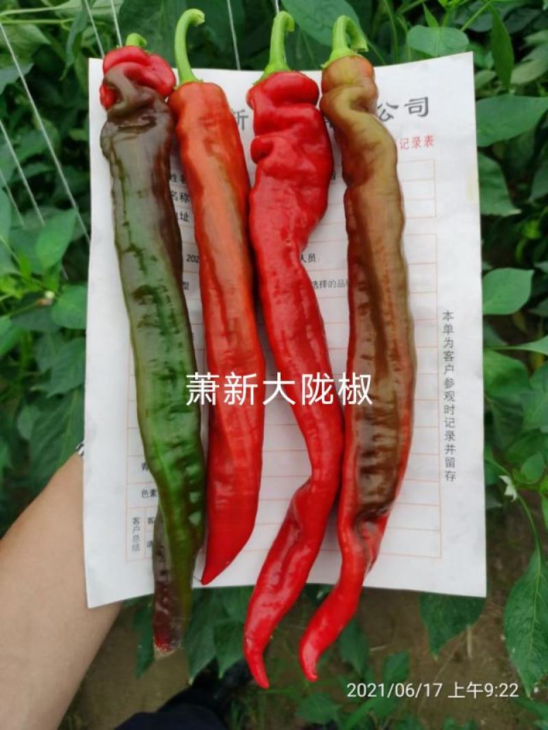 萧新陇椒种子一代杂交螺丝椒种子耐低温味香辣粗长羊角型