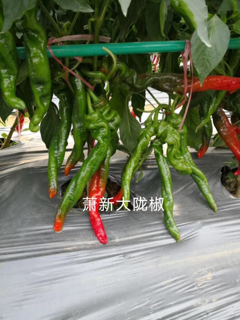 萧新陇椒种子一代杂交螺丝椒种子耐低温味香辣粗长羊角型