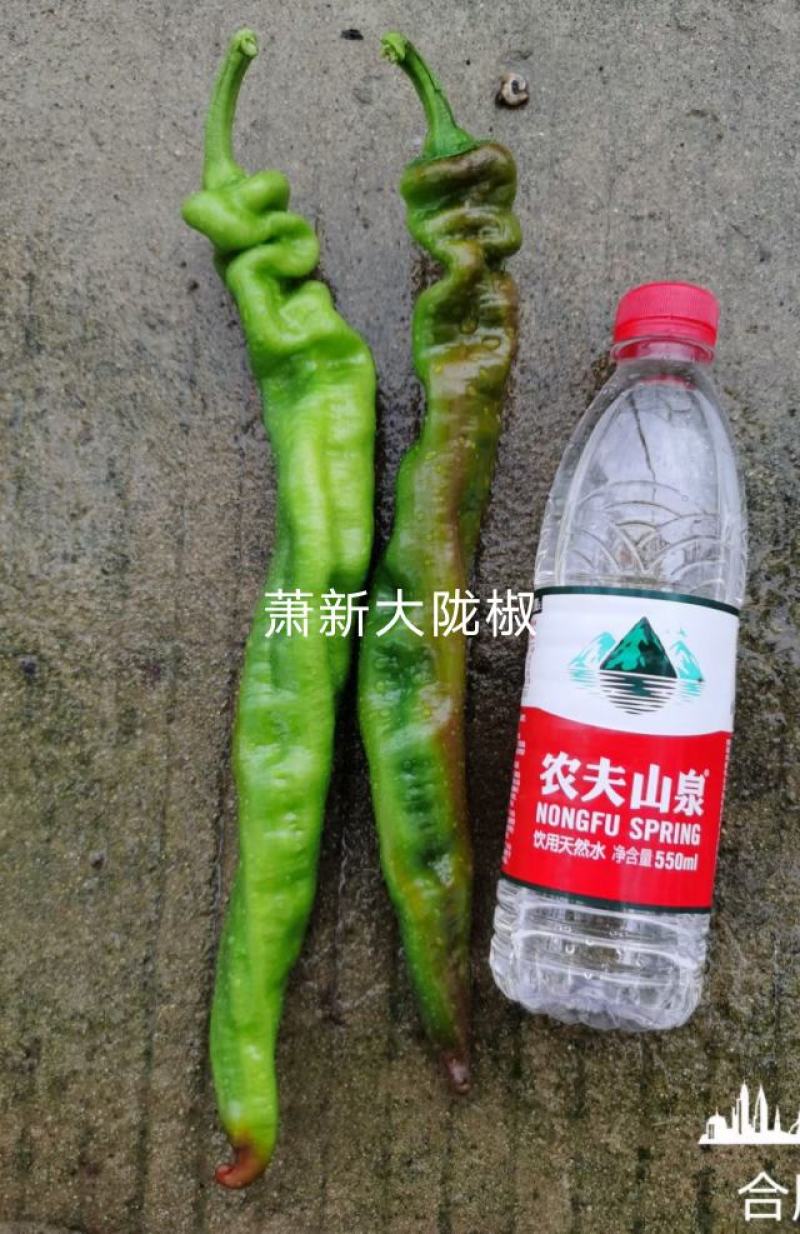 萧新陇椒种子一代杂交螺丝椒种子耐低温味香辣粗长羊角型