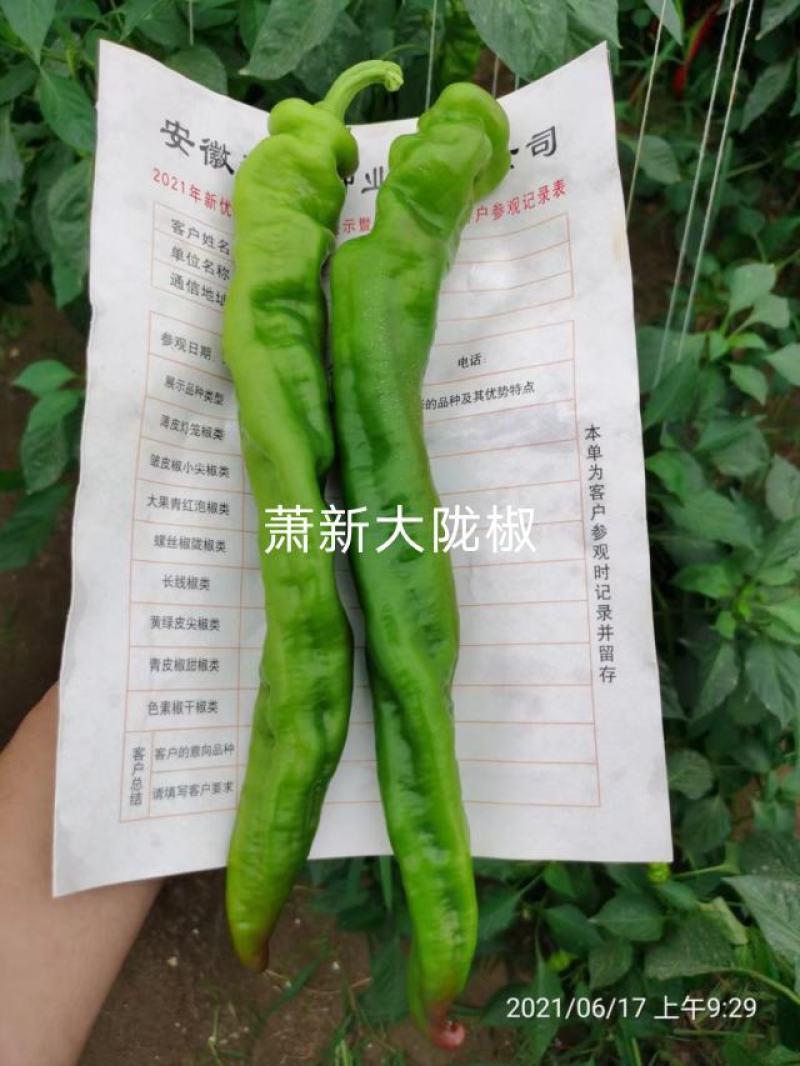 萧新陇椒种子一代杂交螺丝椒种子耐低温味香辣粗长羊角型