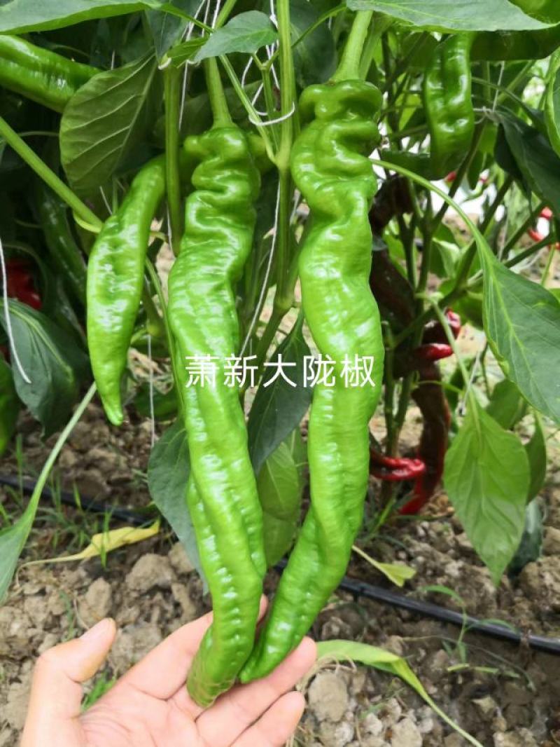 萧新陇椒种子一代杂交螺丝椒种子耐低温味香辣粗长羊角型