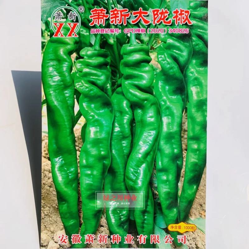 萧新陇椒种子一代杂交螺丝椒种子耐低温味香辣粗长羊角型