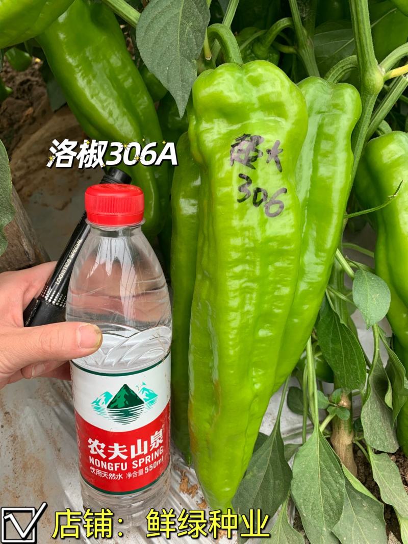 早中熟泡椒系列优质大果辣椒种子，丰产抗病顶天大椒