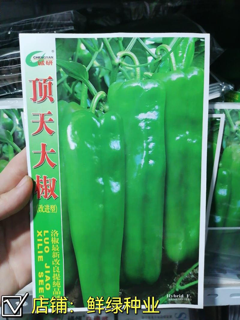 早中熟泡椒系列优质大果辣椒种子，丰产抗病顶天大椒