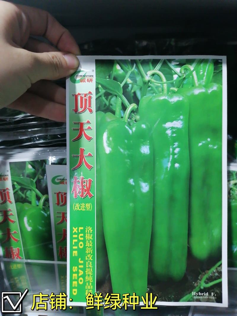 早中熟泡椒系列优质大果辣椒种子，丰产抗病顶天大椒