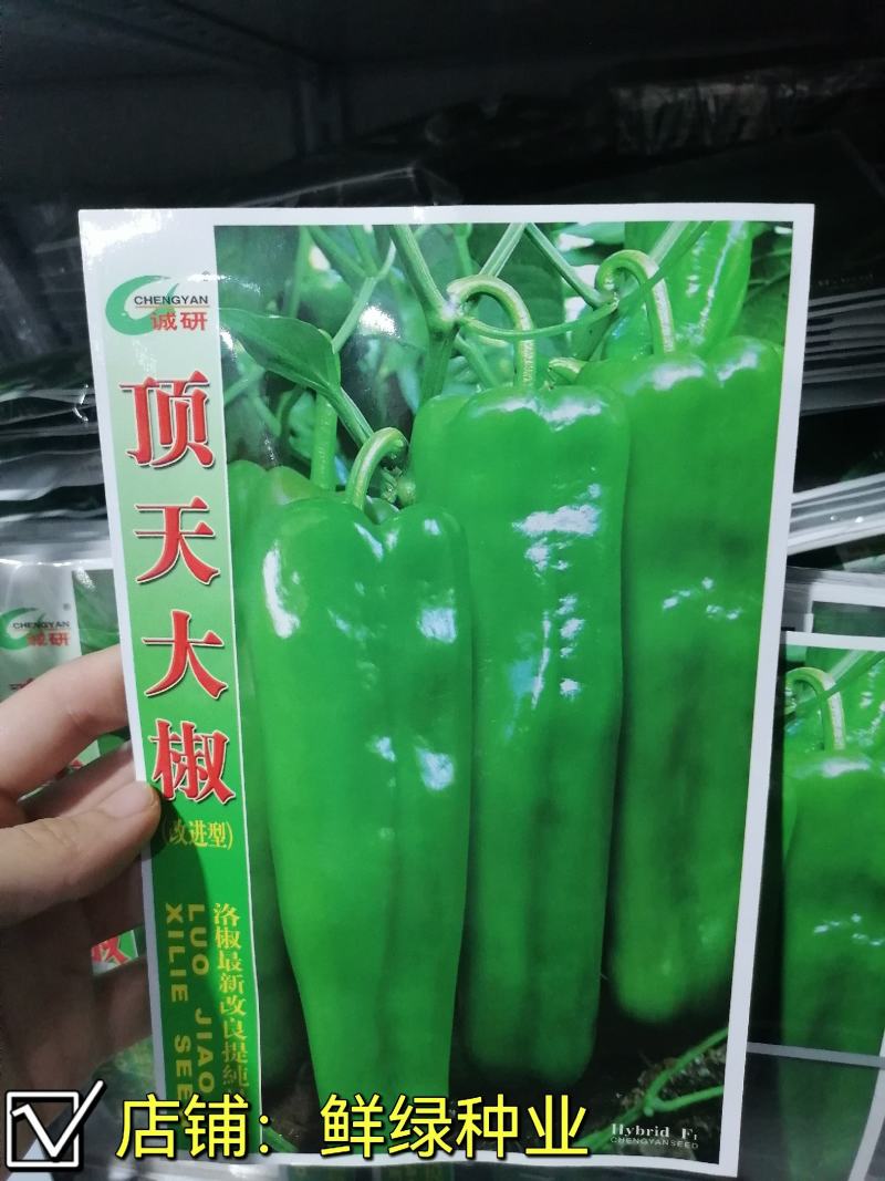 早中熟泡椒系列优质大果辣椒种子，丰产抗病顶天大椒