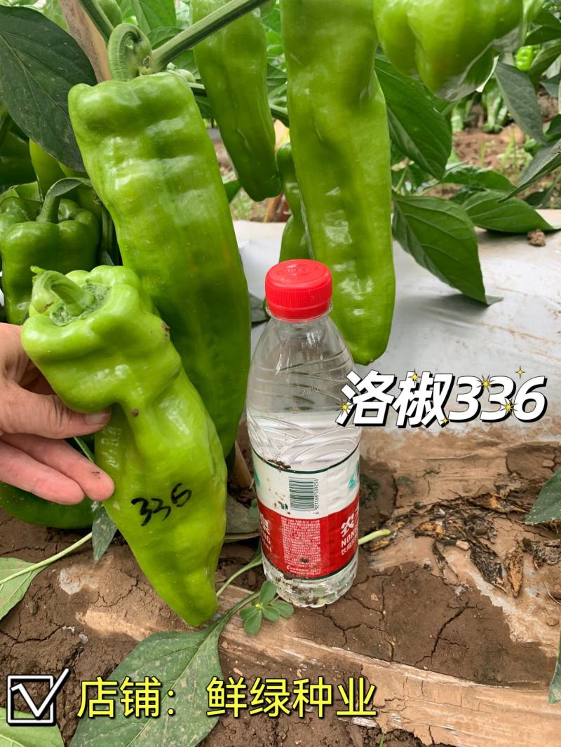 早中熟泡椒系列优质大果辣椒种子，丰产抗病顶天大椒