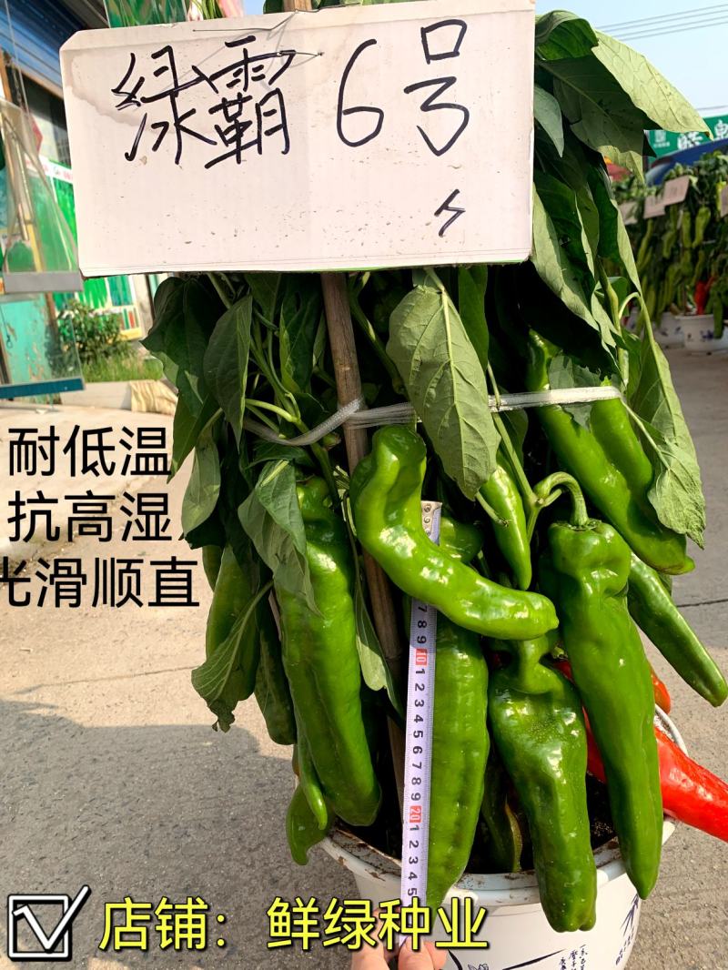 早中熟泡椒系列优质大果辣椒种子，丰产抗病顶天大椒